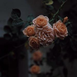 播放关于动漫美女操鸡
